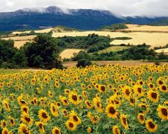 Tapeta Nature Flowers 636.jpg